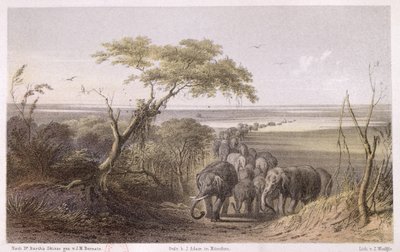 Herd of Elephants on the border of Chad, from 